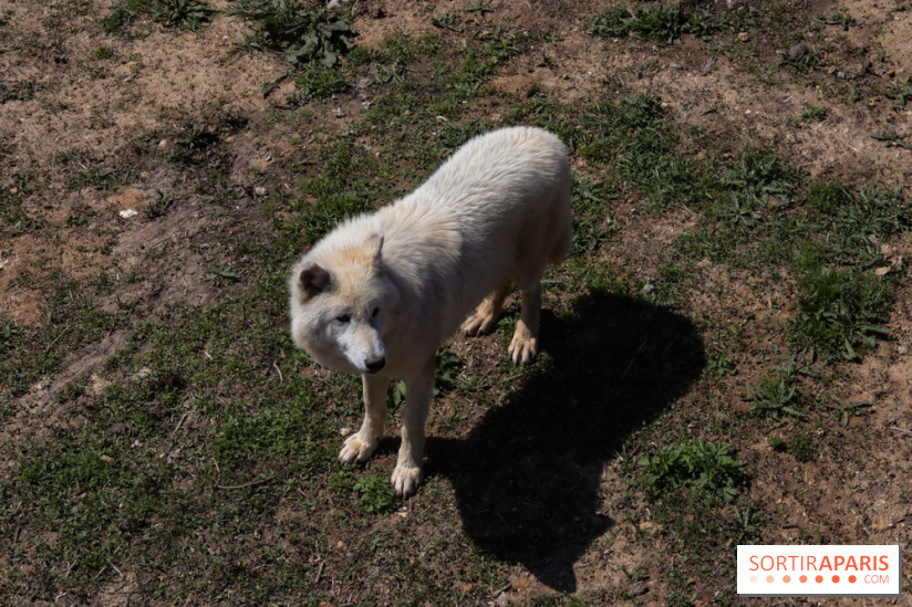 Zoo de Thoiry 2023 - Loup arctique