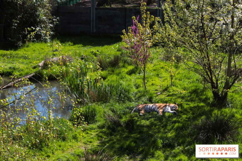 Zoo de Thoiry 2023 - Tigre