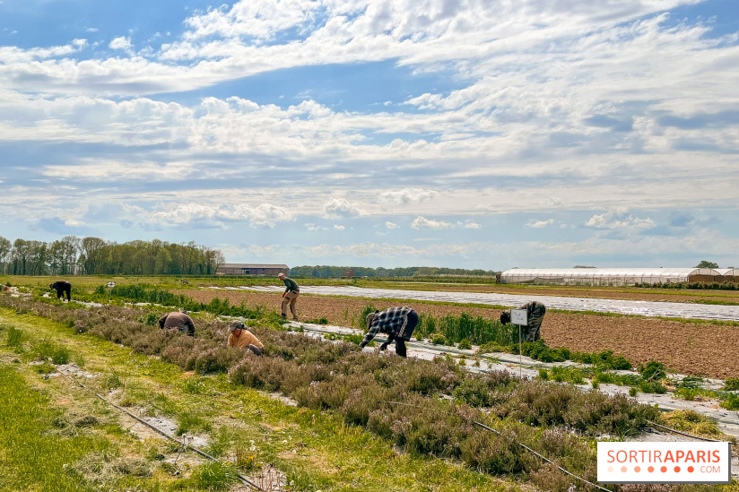 La Ferme de Viltain / La Cueillette de Viltain - image00003