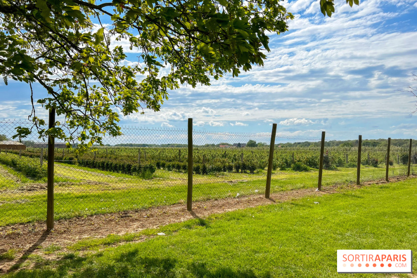 La Ferme de Viltain / La Cueillette de Viltain - image00005