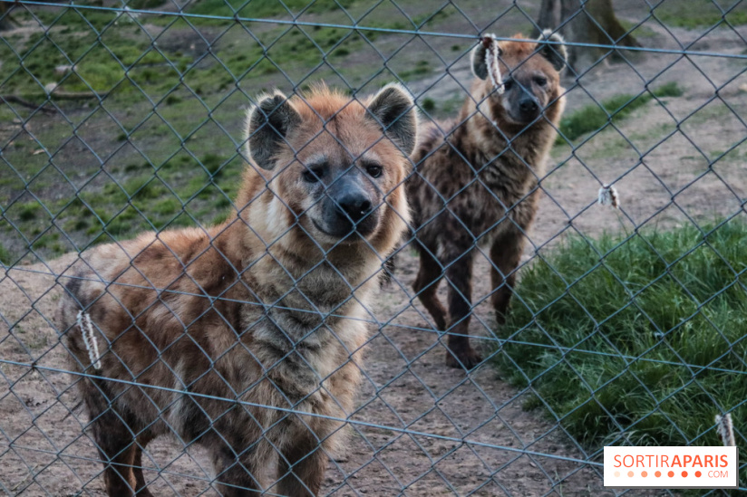 Les tanières du zoo de Thoiry 2023 - 2CE19895 4538 4206 B38C F4A8EC191AC9