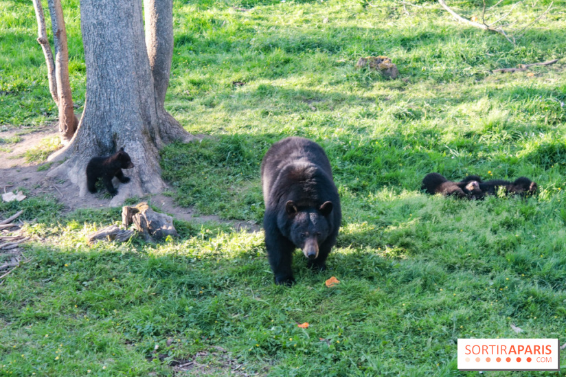 Les tanières du zoo de Thoiry 2023 - Ours