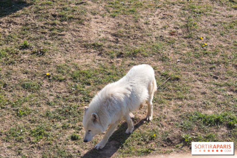 Les tanières du zoo de Thoiry 2023 - Nourrissage loup