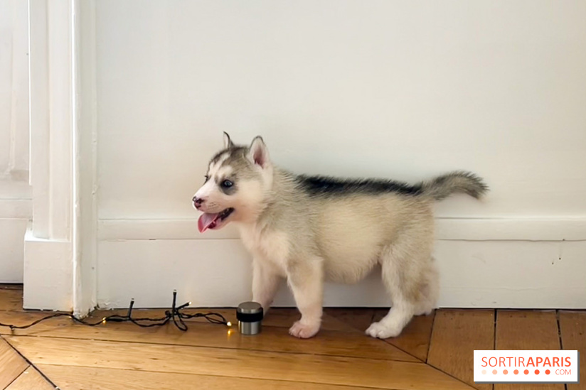 Puppy Yoga