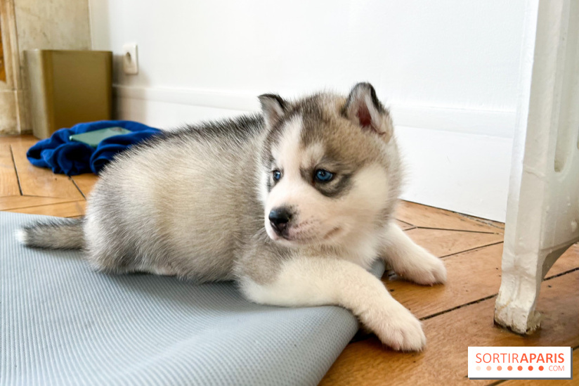 Puppy Yoga