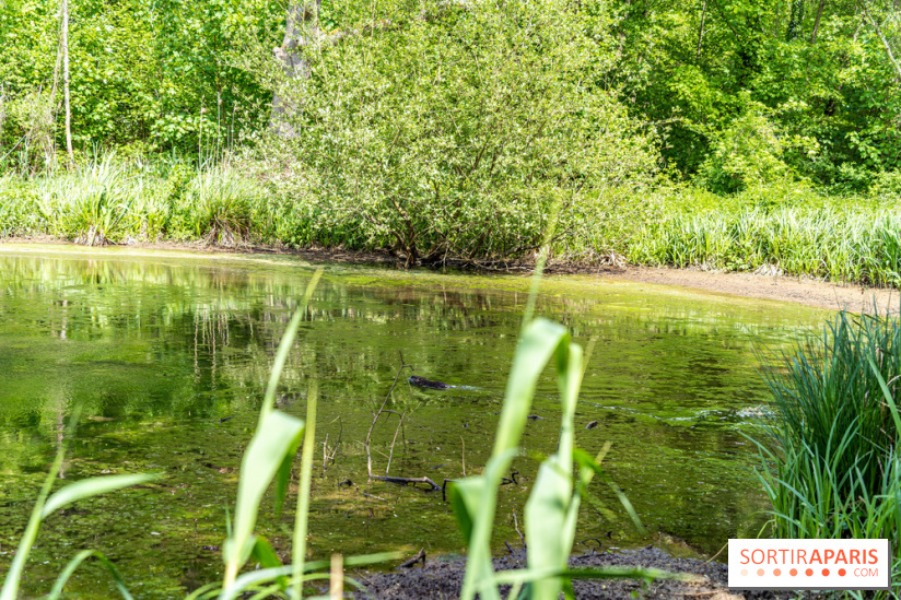 Sentier découverte de Maincourt - Vallée de Chevreuse -  A7C4061