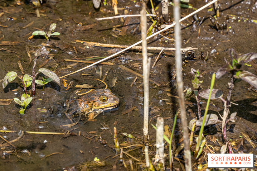 Sentier découverte de Maincourt - Vallée de Chevreuse - grenouille