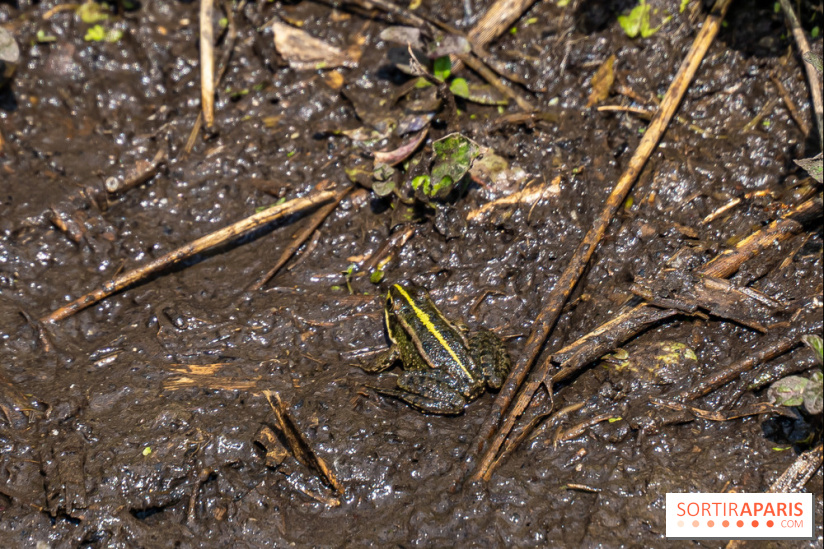 Sentier découverte de Maincourt - Vallée de Chevreuse -  grenouille