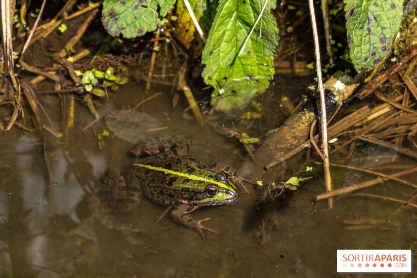 Sentier découverte de Maincourt - Vallée de Chevreuse -  grenouille
