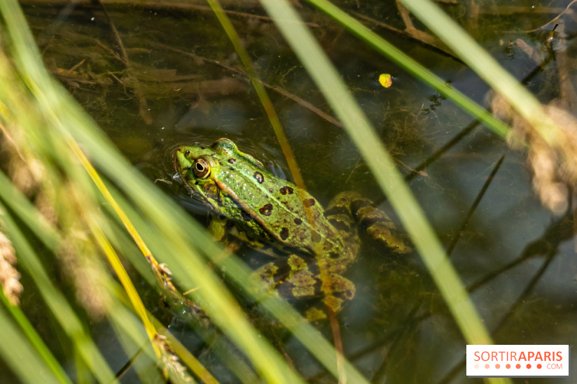 Sentier découverte de Maincourt - Vallée de Chevreuse -  grenouille