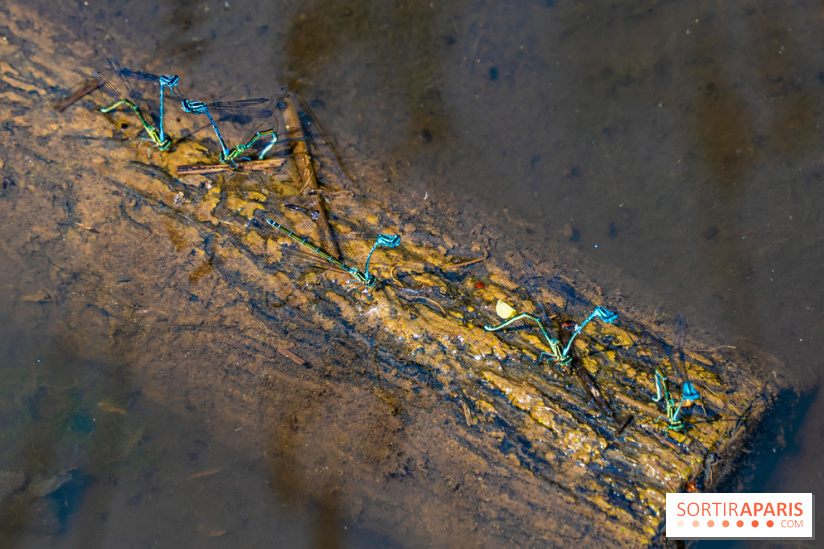 Sentier découverte de Maincourt - Vallée de Chevreuse -  libellule