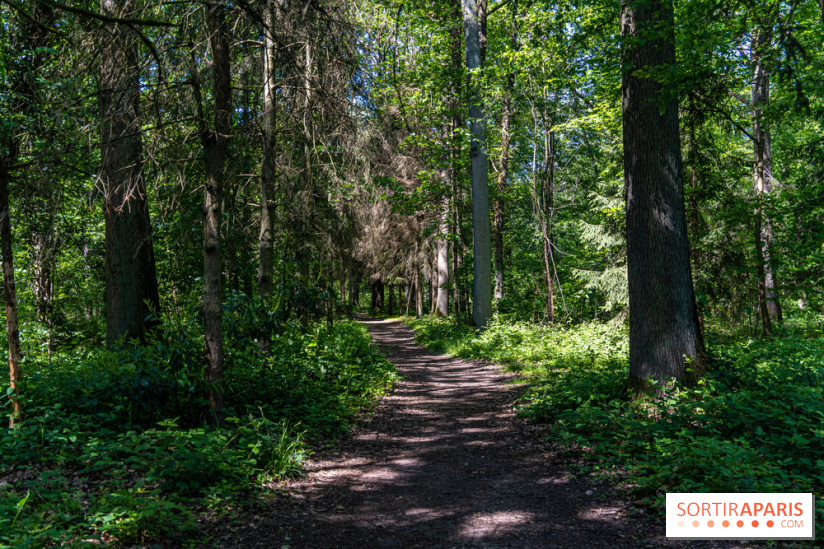Visuel forêt