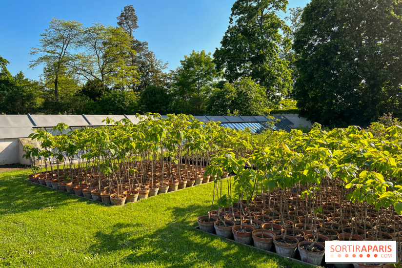 Le Jardin du Parfumeur à Versailles - image00004