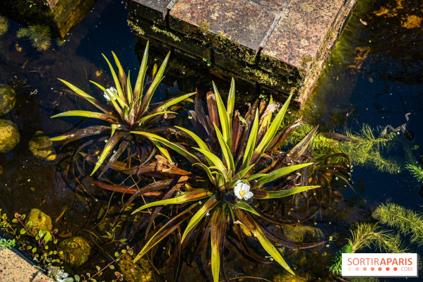 Les Jardins de Sonja au Perray-en-Yvelines -  A7C4957