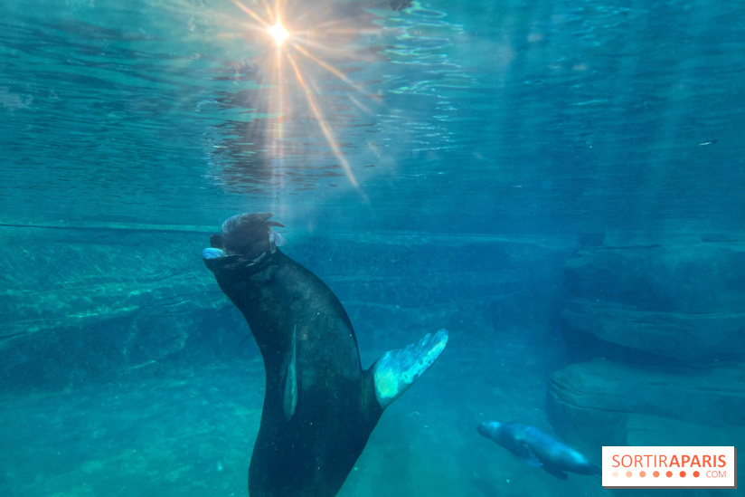 Nocturnes au Parc Zoologique de Paris - IMG 3469