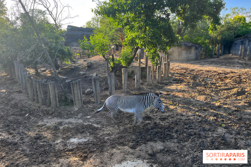Nocturnes au Parc Zoologique de Paris - IMG 3487