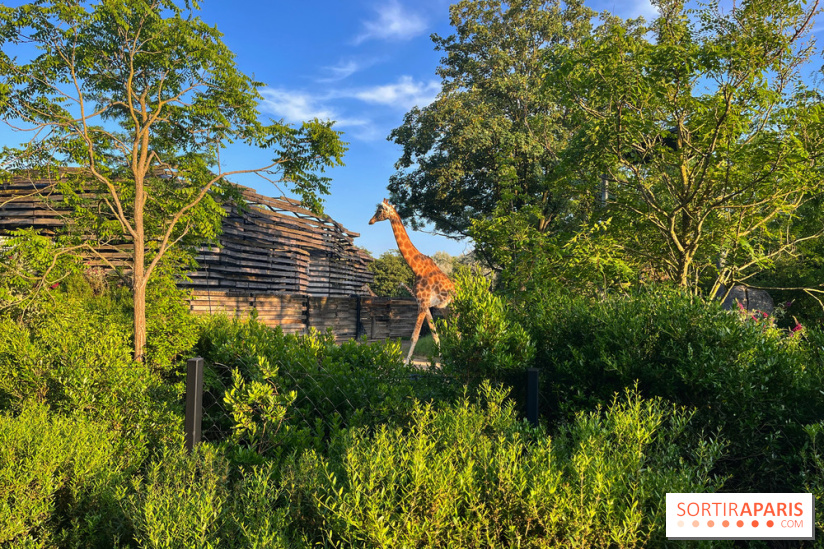 Fête de la Nature 2024 au Parc Zoologique de Paris - Sortiraparis.com