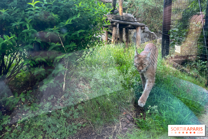 Nocturnes au Parc Zoologique de Paris - IMG 3526