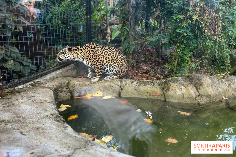 Nocturnes au Parc Zoologique de Paris - IMG 3537