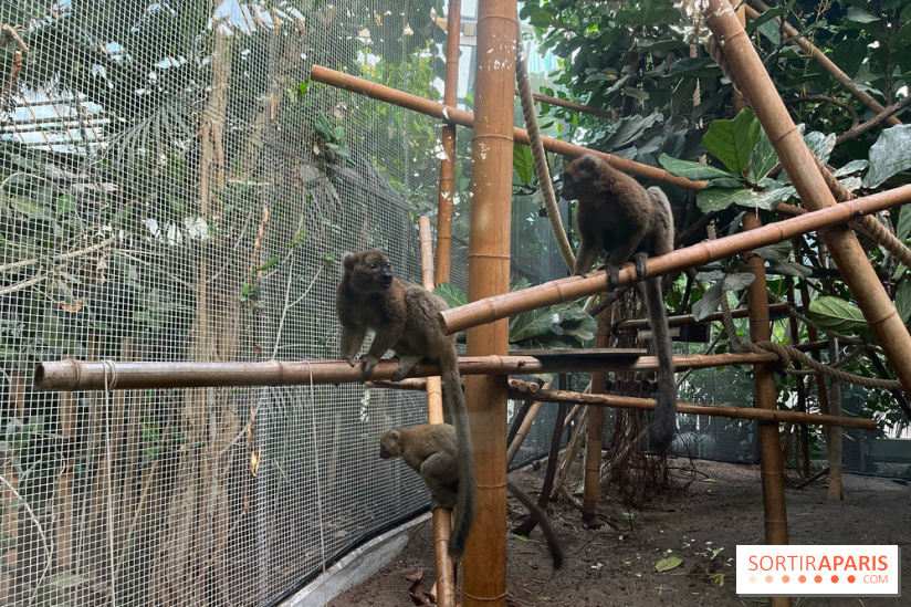 Nocturnes au Parc Zoologique de Paris - IMG 3544