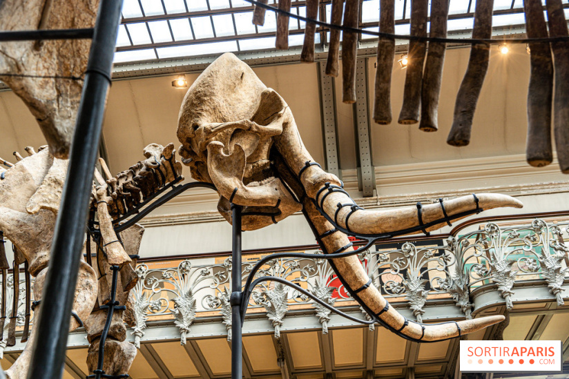 Le mammouth de Durfort restauré au Muséum national d’Histoire naturelle -  A7C7422