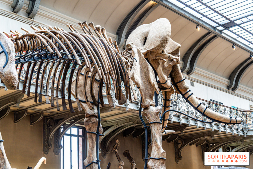 Le mammouth de Durfort restauré au Muséum national d’Histoire naturelle -  A7C7425