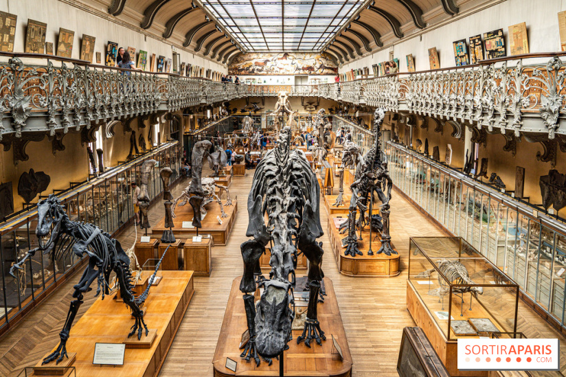 Le mammouth de Durfort restauré au Muséum national d’Histoire naturelle -  A7C7462