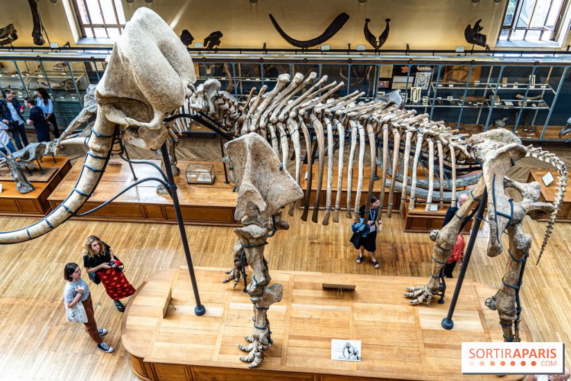 Le mammouth de Durfort restauré au Muséum national d’Histoire naturelle
