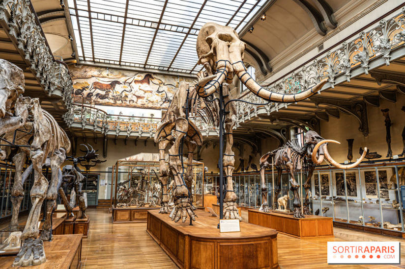 Le mammouth de Durfort restauré au Muséum national d’Histoire naturelle -  A7C7414