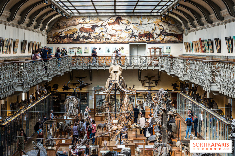 Le mammouth de Durfort restauré au Muséum national d’Histoire naturelle