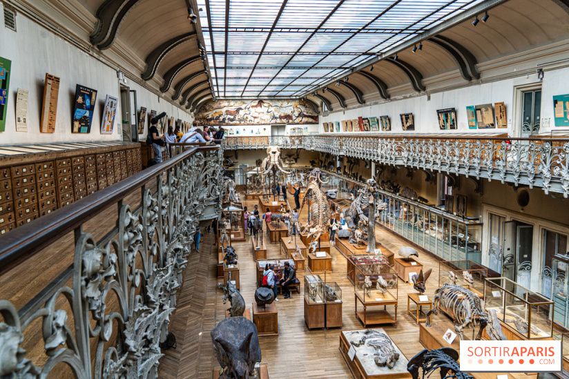 Le mammouth de Durfort restauré au Muséum national d’Histoire naturelle -  A7C7431