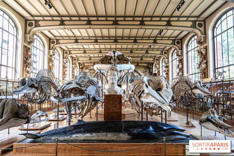 Le mammouth de Durfort restauré au Muséum national d’Histoire naturelle -  A7C7481