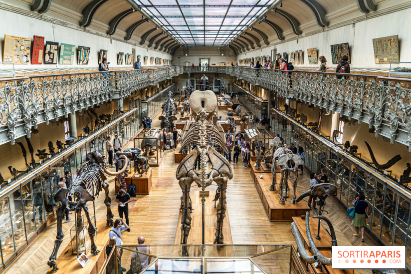 Le mammouth de Durfort restauré au Muséum national d’Histoire naturelle -  A7C7445