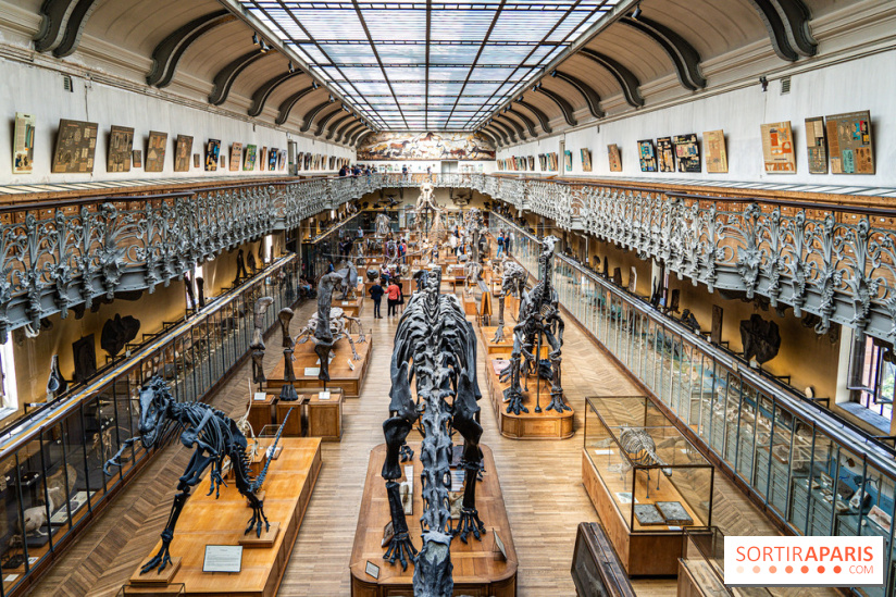 Le mammouth de Durfort restauré au Muséum national d’Histoire naturelle -  A7C7432