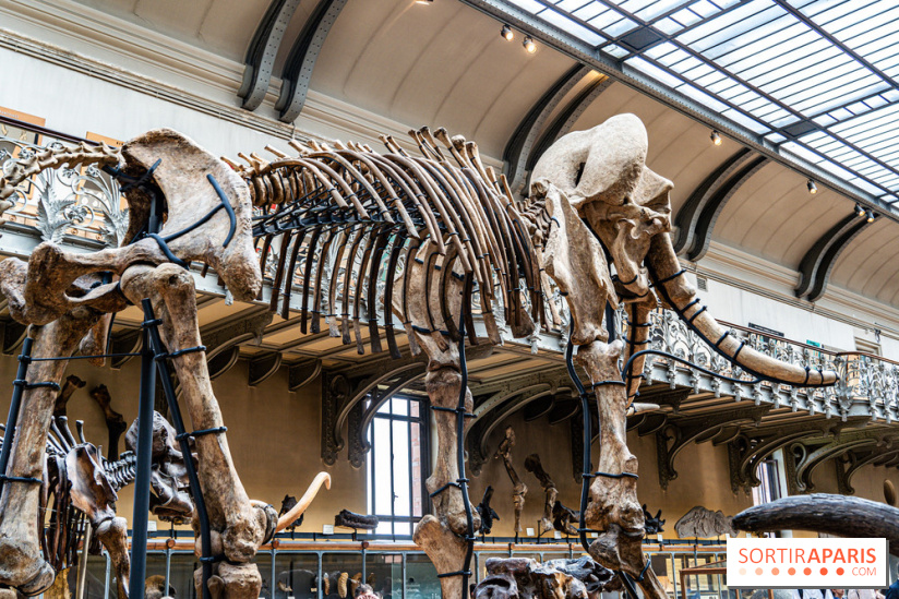 Le mammouth de Durfort restauré au Muséum national d’Histoire naturelle -  A7C7424