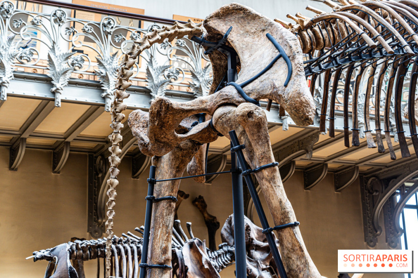 Le mammouth de Durfort restauré au Muséum national d’Histoire naturelle -  A7C7426