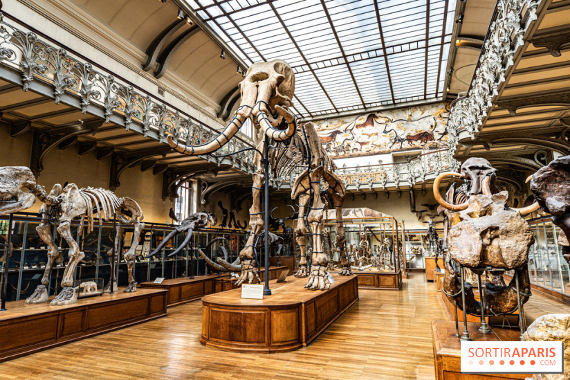 Le mammouth de Durfort restauré au Muséum national d’Histoire naturelle -  A7C7409
