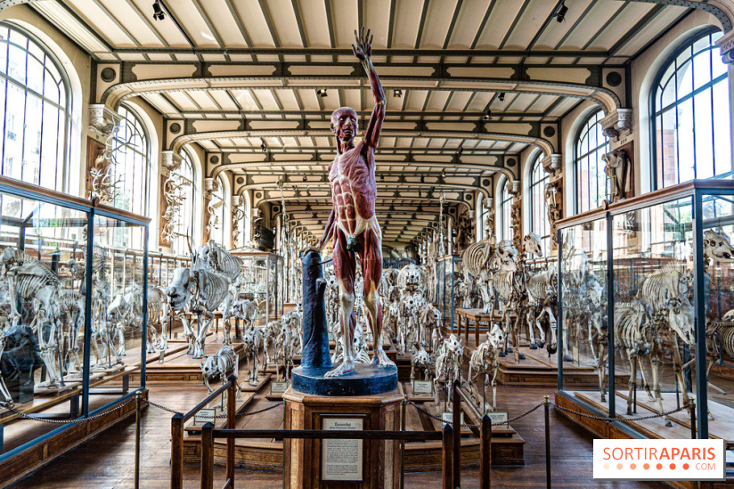 Le mammouth de Durfort restauré au Muséum national d’Histoire naturelle