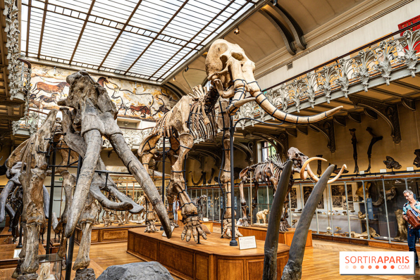 Le mammouth de Durfort restauré au Muséum national d’Histoire naturelle -  A7C7418
