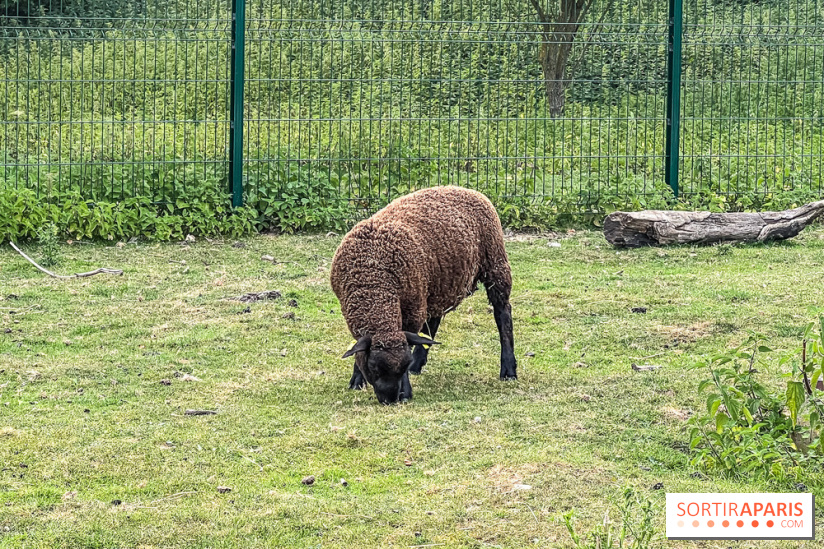 Base de loisirs de Saint-Quentin-en-Yvelines - Ile de loisirs de Trappes - activités - IMG 8652