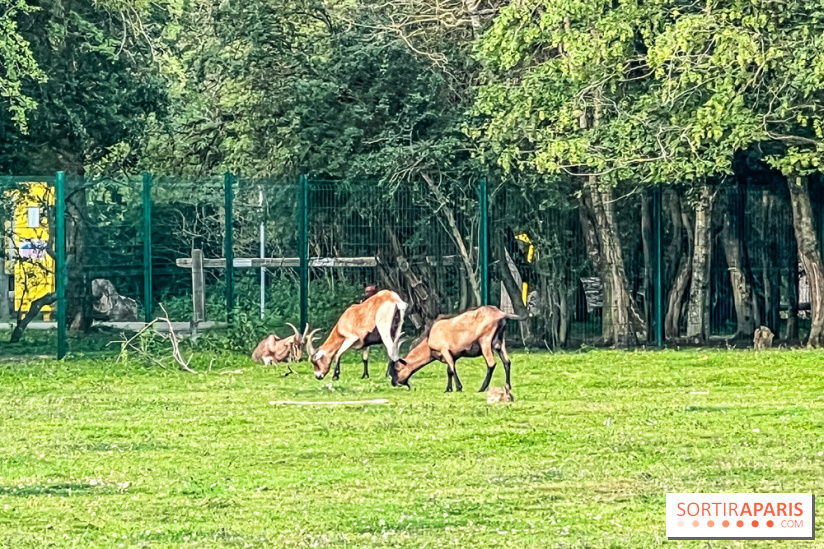 Base de loisirs de Saint-Quentin-en-Yvelines - Ile de loisirs de Trappes - activités - IMG 8645