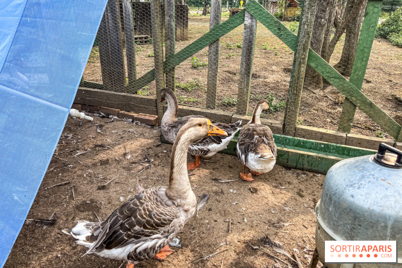 Base de loisirs de Saint-Quentin-en-Yvelines - Ile de loisirs de Trappes - activités - IMG 8657