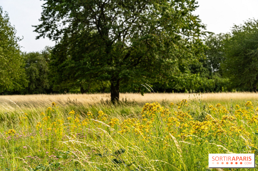 Base de loisirs de Saint-Quentin-en-Yvelines - Ile de loisirs de Trappes - activités -  A7C7322
