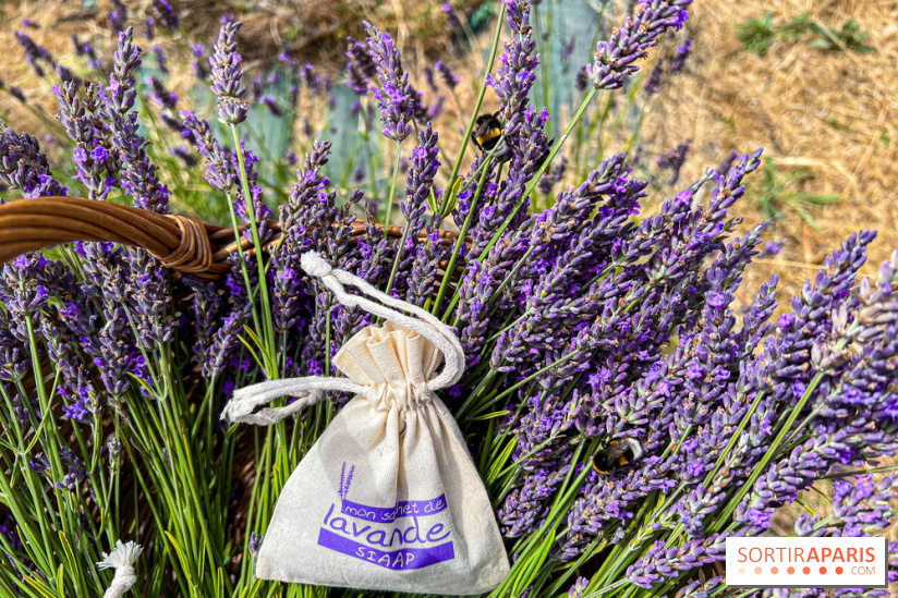 Fête de la Lavande sur le site Seine Aval Achères/Maisons-Laffitte - image00016