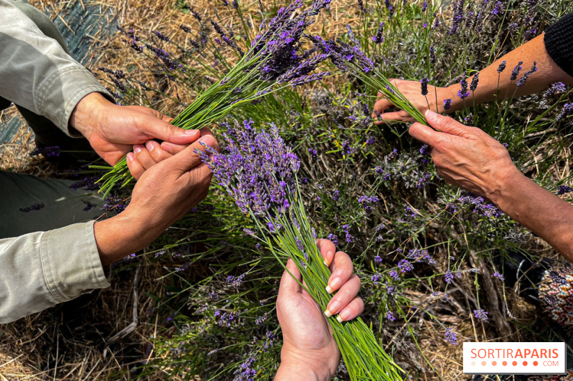 Fête de la Lavande sur le site Seine Aval Achères/Maisons-Laffitte - image00020