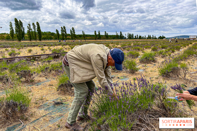 Fête de la Lavande sur le site Seine Aval Achères/Maisons-Laffitte - image00024