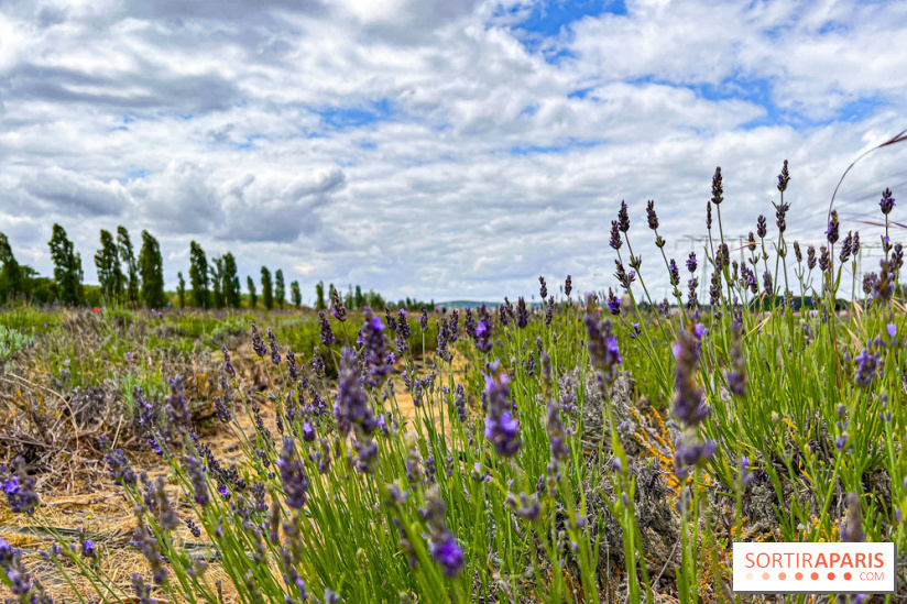 Fête de la Lavande sur le site Seine Aval Achères/Maisons-Laffitte - image00027