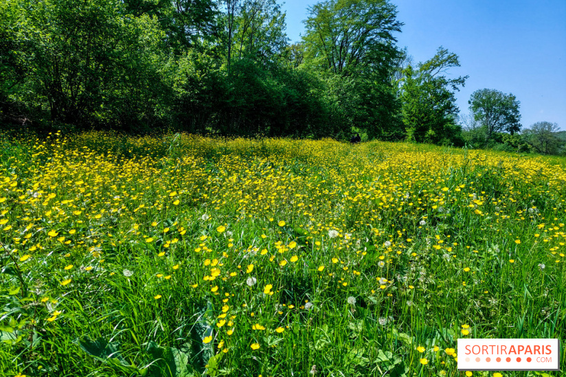 Balade nature dans la forêt de Montmorency, nos photos