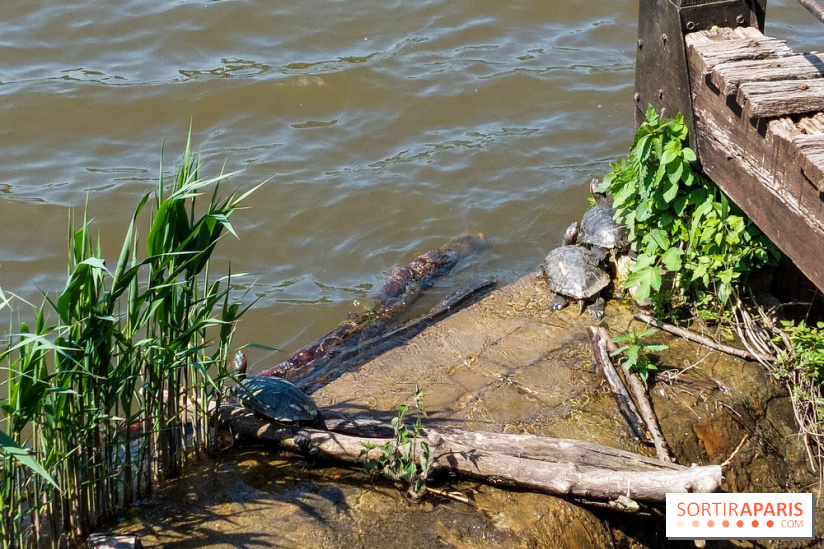 Balade nature dans la forêt de Montmorency, nos photos