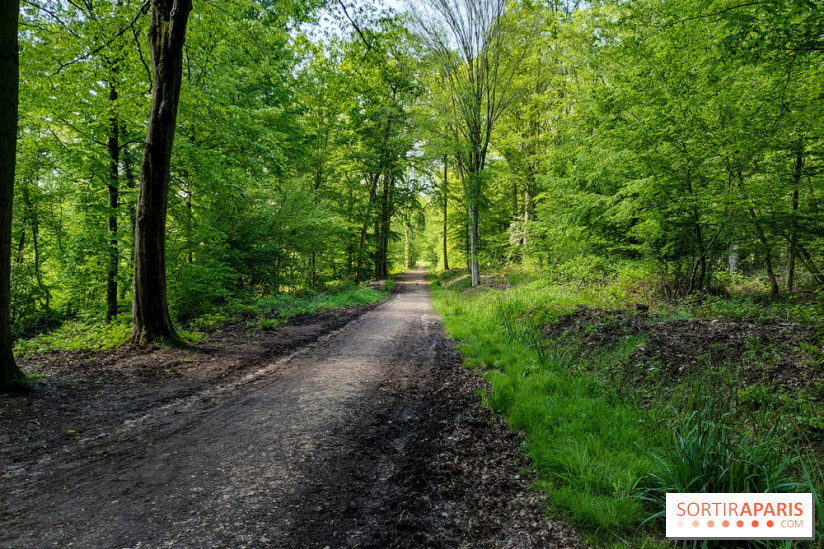 Balade nature dans la forêt de Montmorency, nos photos